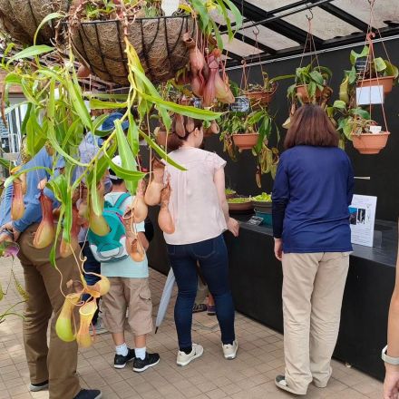 姫路・手柄山温室植物園で「危険生物展」　危険植物や食虫植物を100点展示