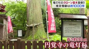 樹齢推定約1000年の天然記念物「円覚寺の竜灯杉」の『クローン苗木』3本が里帰り　「大切に育てていきたい」