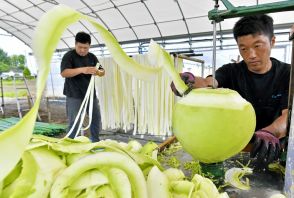 「かんぴょうむき」が本格化　栃木・壬生の農業法人　干して全国に出荷へ