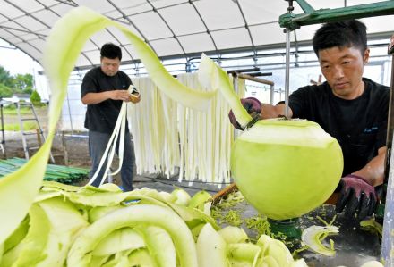 「かんぴょうむき」が本格化　栃木・壬生の農業法人　干して全国に出荷へ