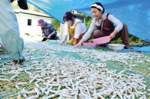 繭作りの”お引っ越し”　三沢区民農園で春蚕の上蔟　長野県岡谷市