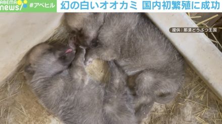 レアで可愛い赤ちゃん誕生！ 幻の白いオオカミ 国内初繁殖に成功