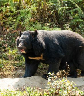 「クマ避けの鈴」を過信してはいけない…研究者が実感する、クマに起きた「最悪の変化」