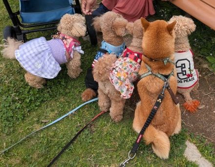 よく見ると「ん？」…トイプーになりすます柴犬に「同じ茶色」「一味と思ってるらしい」