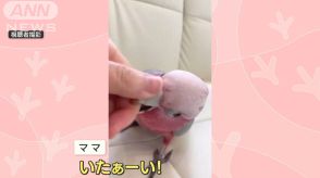 「いたぁーい！」パパにはうっとりママには攻撃？…対応“激変”のオウムさん　なぜ？