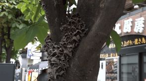 【なぜ】有楽町駅前の街路樹に“キクラゲ”大量発生　専門家「危険な兆候…放っておくと倒木の危険性」
