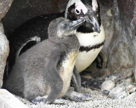 サンシャイン水族館で、赤ちゃんペンギンの愛称投票が始まる。ふわふわの姿は7月中旬まで