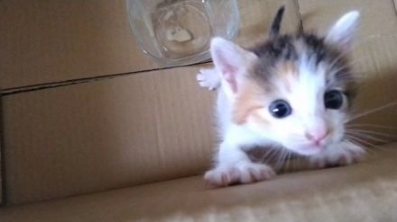 「ミャーミャーうるさいから飼うことにしたんやで」親を亡くした子猫を保護　ネット民の助言と励ましが殺到「その猫はキミにしか飼えなかったんやで！」