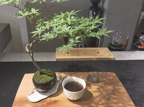 “盆栽”眺めながらコーヒーを…茶室から見る庭に見立てた空間楽しめる映えカフェ『彩盆の間』名古屋