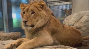 徳島県から来たライオン「パーチェ」　７月２日から一般公開へ　札幌市円山動物園