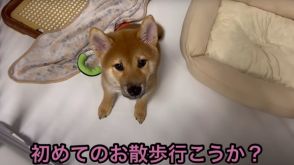 散歩嫌いな柴犬、弟犬の初散歩の付き添いは……　兄犬の意外な行動に「決して期待を裏切らない」「これからの2匹が楽しみ」