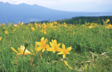 ニッコウキスゲ開花　延焼地は花芽多く　長野県の霧ケ峰高原