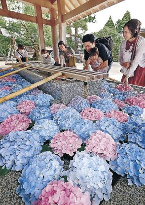 県内、２８日夜大雨の恐れ　射水神社、手水舎にアジサイ