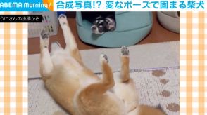 柴犬「こりゃお手上げだ～」…ピタッ！ あまりの固まりっぷりに「もしや…ぬいぐるみ？」「可愛いのが転がってる」の声