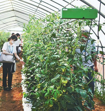 トマト株を揺らして害虫激減　宮城県で実証報告、装置商品化も