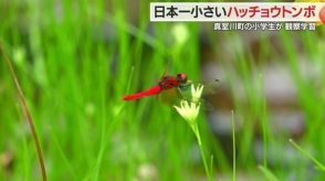 日本最小の「ハッチョウトンボ」が100年後も暮らせるような環境を…“希少種の宝庫”で小学生が観察学習【山形発】