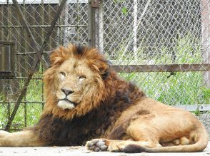 【山口県】［徳山動物園］ようこそ！雄ライオン「リント」　7月6日から公開へ