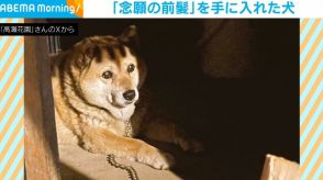 “前髪”を手に入れた犬 神妙な顔つきで遠くを見つめる姿に「似合う」「手ぐしでセットしたのね！」と反響続々