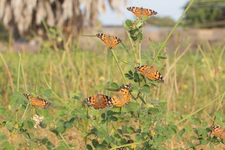 チョウが大西洋を横断、おそらく初確認、欧州からアフリカを経て南米まで7000kmの超長旅か