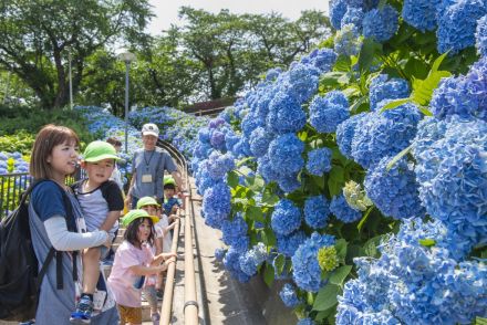 晴れ空に映えるアジサイ幾重にも　八戸・館鼻公園で見頃