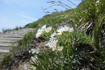 一度は見たい!　高山植物に彩られた「花の百名山・栗駒山」の絶景!　登山レポ