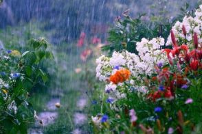梅雨こそ花壇のお手入れチャンス《雨の庭のチェックポイント5つ》今から植えておきたい夏の花も紹介