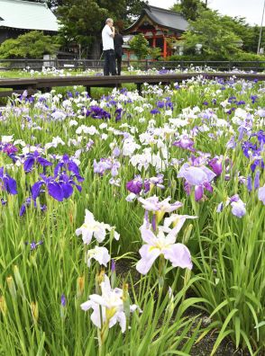 ハナショウブ見頃、彩る20種1000株　福島・田村の大鏑矢ふれあい公園