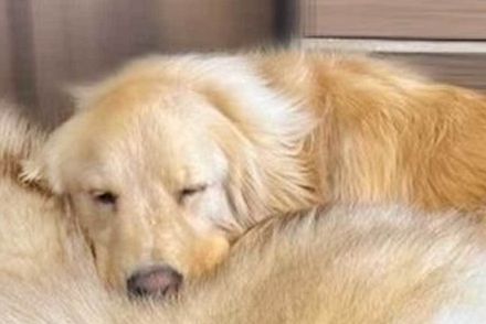 大型犬が枕にしていたのは　最高すぎる寝姿に大反響　「感覚バグります」