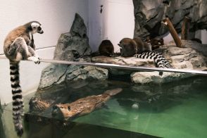 大阪府・吹田市にある水族館「ニフレル」は「感性に触れる」がコンセプト。「お手洗い」の看板に止まるフクロウが名物