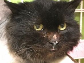 鼻水をたらし、黒い毛は赤茶色に変色　工場地帯にいたボロボロの猫、保護されると…ふんわり長毛のイケメン猫に