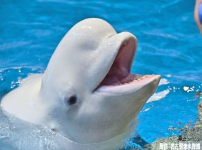 名古屋港水族館のベルーガ「ナナ」赤ちゃんを出産も死産 落ち着かない様子で水槽を泳ぎ回る 死因を調査