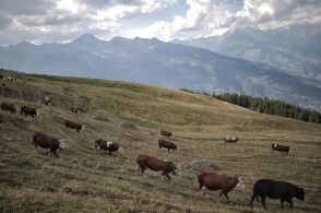 牛の群れに襲われハイカー死亡 オーストリア・アルプス
