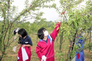 「露茜」手に復興学ぶ　福島県南相馬市の小高小、小高中児童生徒　梅の収穫を体験