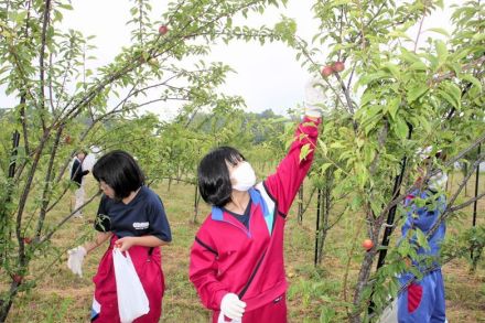 「露茜」手に復興学ぶ　福島県南相馬市の小高小、小高中児童生徒　梅の収穫を体験