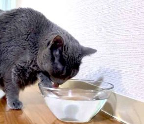 愛猫が劇的に変化　水飲み中に気づいたこととは　「速度が上がる瞬間がたまらない」