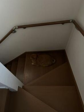 「凄い擬態能力w」「ヤバすぎる迷彩」　階段に仕掛けられたトラップが話題　床と同化する猫の正体に納得