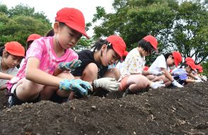 「大きく育って」願い込め　野辺地特産カワラケツメイ　若葉小児童が種まき