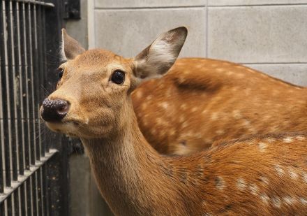 逃げたシカ、残りの1頭も捕獲　沖縄こどもの国、自ら園内に戻る　きょう30日も臨時休園