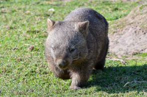 ウォンバットから学ぶ証明写真の撮り方。「悪い例」も最高に癒される「全員採用」