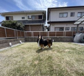 ほかの犬にやきもち！？友人の柴犬と遊んで帰宅→ニオイを嗅いだ瞬間、愛犬に距離を置かれた！