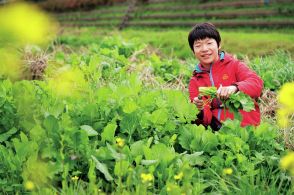 “三大そのへんの草”セリ、ノビル、カラシナの食べ方は？おいしい野草料理レシピを5つご紹介