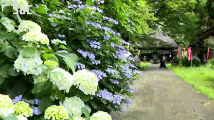 梅雨に彩り　寺のアジサイが見ごろを迎える