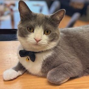 くつろぐ猫を『右側』から見ると……？　「食べてしまいそう」な光景に思わず納得