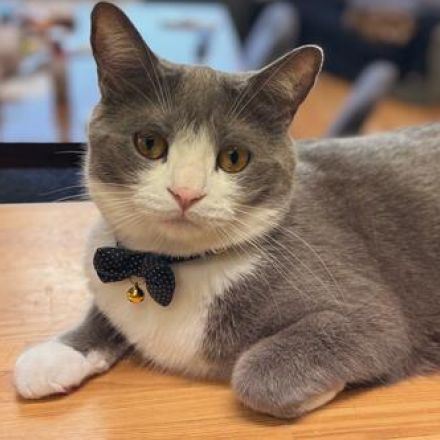 くつろぐ猫を『右側』から見ると……？　「食べてしまいそう」な光景に思わず納得