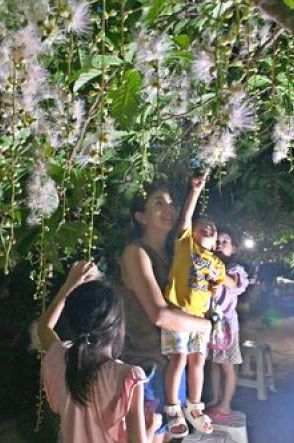 「やっぱりきれい」 一夜限り咲く花をライトアップ　宮古島市の添道サガリバナ群生地