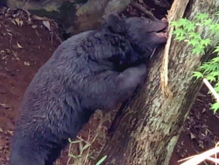 「どこで遭遇してもおかしくない」クマ　目撃数多く、行動範囲広がる繁殖期迎えて福知山市が注意呼びかけ