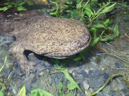 特別天然記念物以外のオオサンショウウオ、アフリカヒキガエルを特定外来生物に指定 環境省