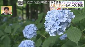 「一面の青の花畑」40種類5000株のアジサイ見頃　福島市松川町の土合舘公園、青いアジサイ多い理由は…