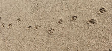 行方不明になったテリア犬が、8ヶ月後に3700km遠方で発見！ 驚きの声続々「どうやって移動？」