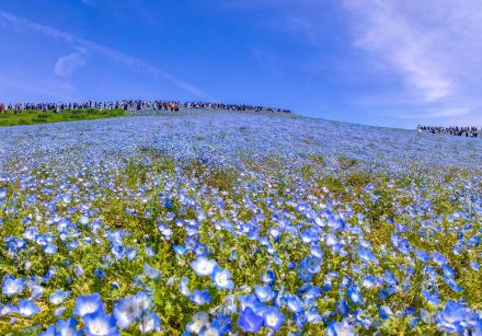 【外国人観光客が選ぶ】「茨城県の観光地」人気ランキング！　2位は「牛久大仏」、1位は？